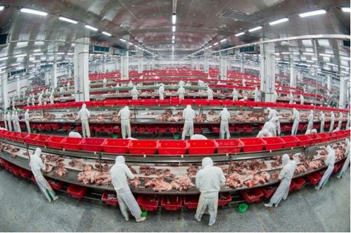 金鑼用AI和溯源守護(hù)每一口美味